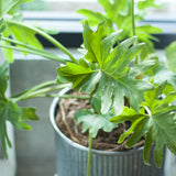 Braze Planter